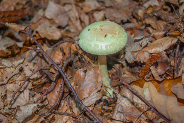 дикие грибы - fungus nature orange agaric toxic substance стоковые фото и изображения