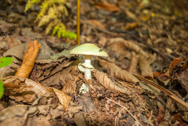 дикие грибы - fungus nature orange agaric toxic substance стоковые фото и изображения