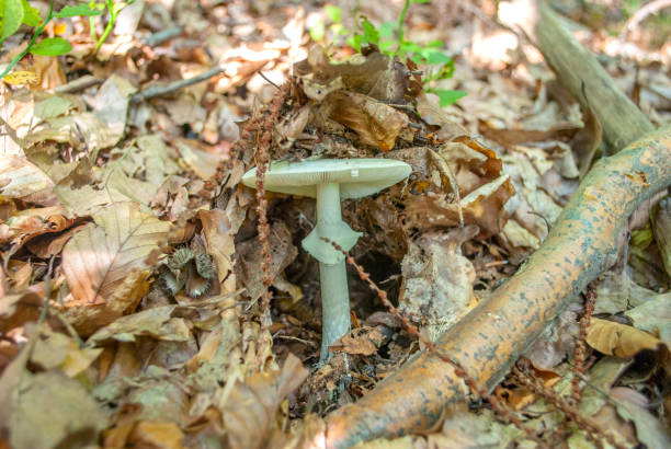 дикие грибы - fungus nature orange agaric toxic substance стоковые фото и изображени�я