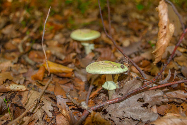 дикие грибы - fungus nature orange agaric toxic substance стоковые фото и изображения
