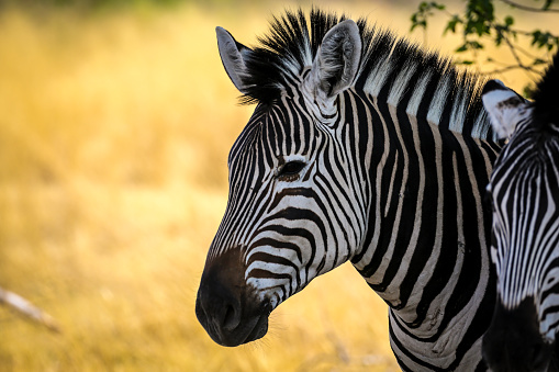 Africa, National Park, Animals, Zebra