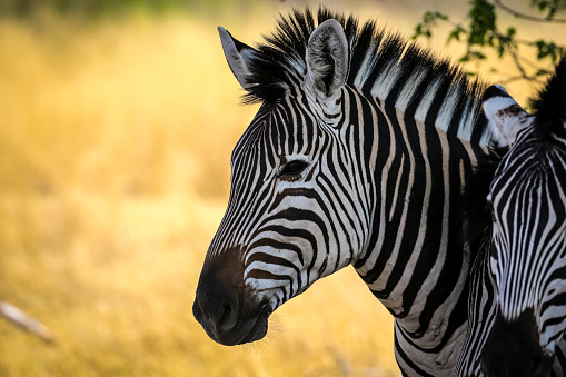 Group of Zebras in the plains of Akagera National Park in Rwanda. Akagera National Park covers 1,200 km² in eastern Rwanda, along the Tanzanian border.