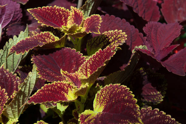 Variegated Coleus ornamental bush with two tone crimson and green leaves Summertime in the garden Sydney,  Australia coleus plant plectranthus scutellarioides close up stock pictures, royalty-free photos & images