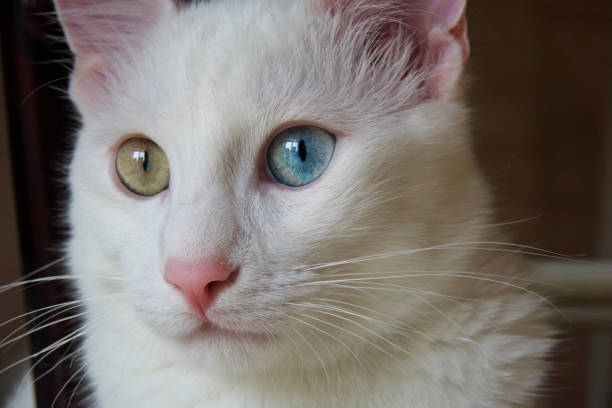 istock Portrait of Turkish Van (Vankedisi) or Turkish Angora 1008958172