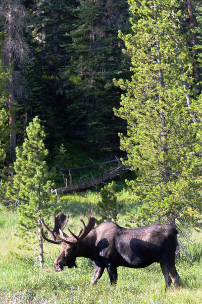 istock Wild Moose in the Rocky Mountains of Colorado 1008961802