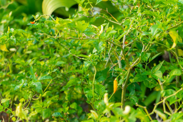 istock Chili in garden 1008966380