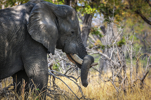 A large bull elephant is seen grazing on grasses and foliage in central Kruger National Park, South Africa