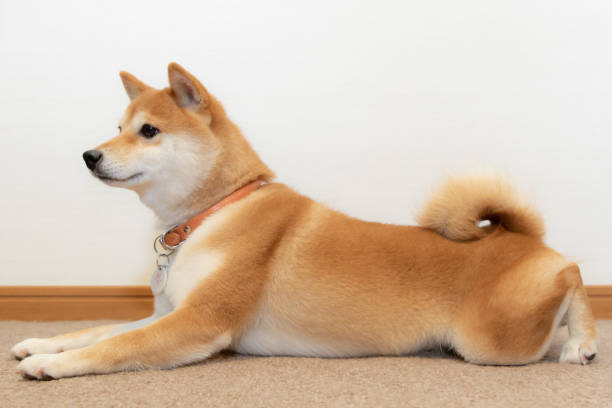 Mameshibainu Stock Photo - Download Image Now - 2018, Animal