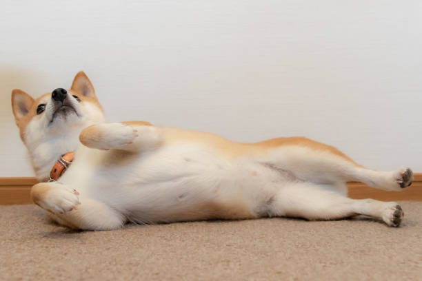 Mameshibainu Stock Photo - Download Image Now - 2018, Animal