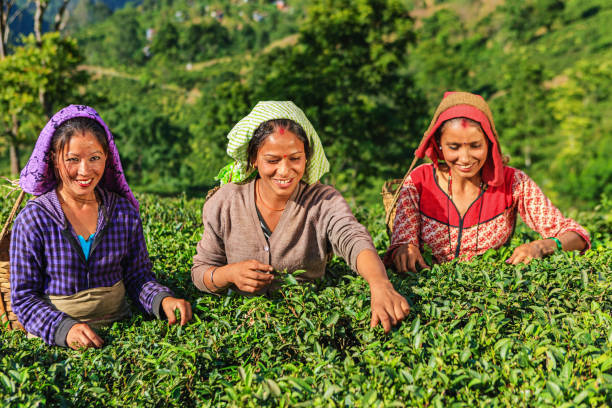 istock Indian pickers plucking tea leaves in Darjeeling, India 1008974046