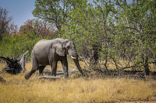 Elephant, Africa, African Elephant, Animal, Botswana