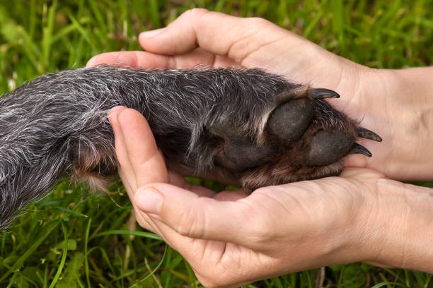 istock paw of dog in hands 1008978736