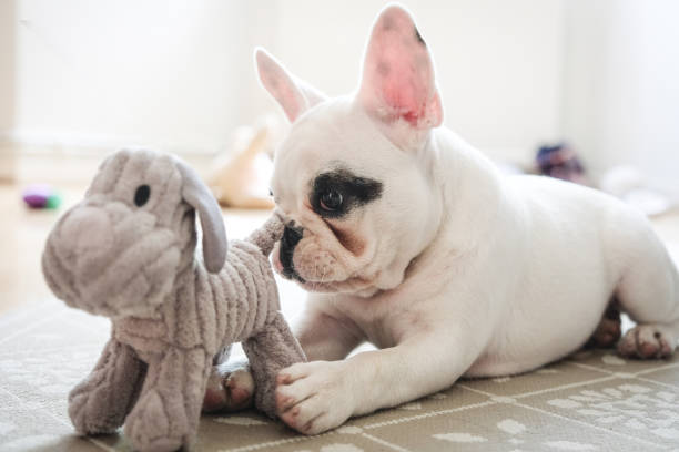 French Bulldog puppy playing with dog toy. French Bulldog puppy playing with her dog toy in the living room, England french bulldog puppies stock pictures, royalty-free photos & images