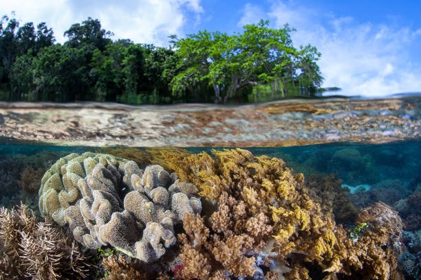 istock Shallow Corals and Island in Raja Ampat 1008981896