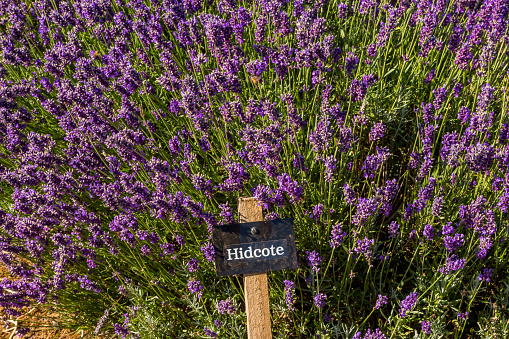 Lavender Fields in Summer