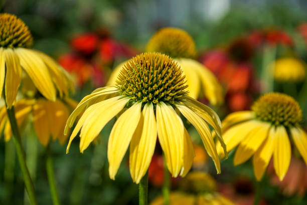 Yellow Cone Flowers with blurred background stock photo