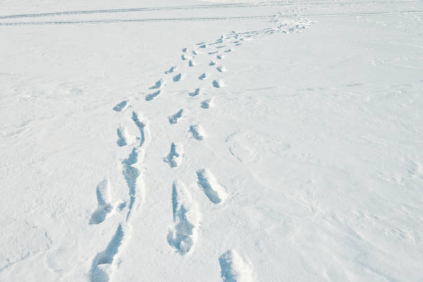 следы в снежном поле - snow track human foot steps стоковые фото и изображения