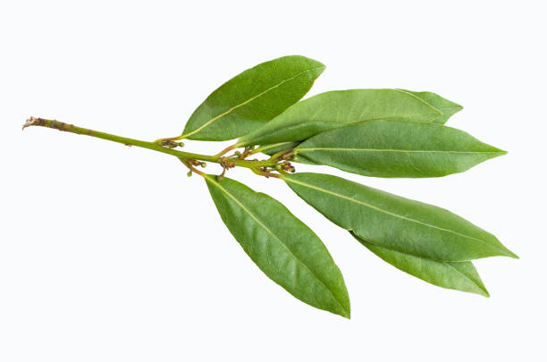 istock Raw green Laurel leaves 1008992088