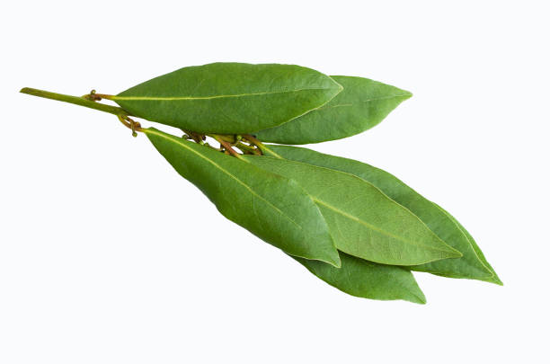 istock Raw green Laurel leaves 1008993760