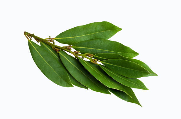 istock Raw green Laurel leaves 1008993860