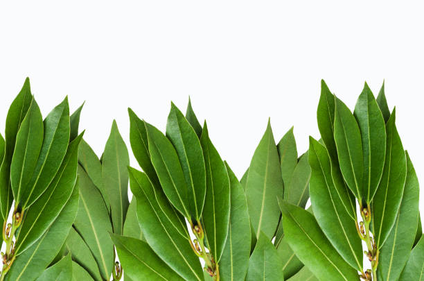 istock Raw green Laurel leaves 1008994234