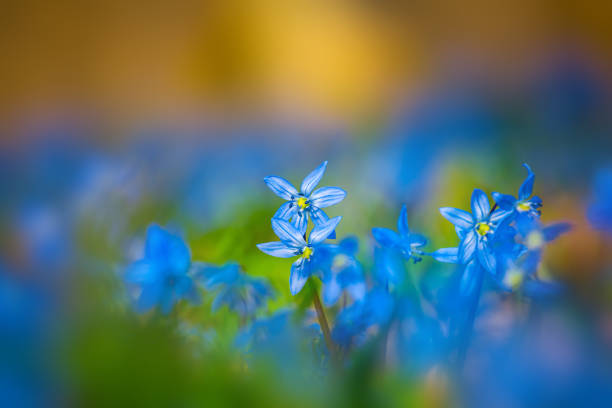 istock closeup blue spring flowers on a forest glade, natural background 1008999030
