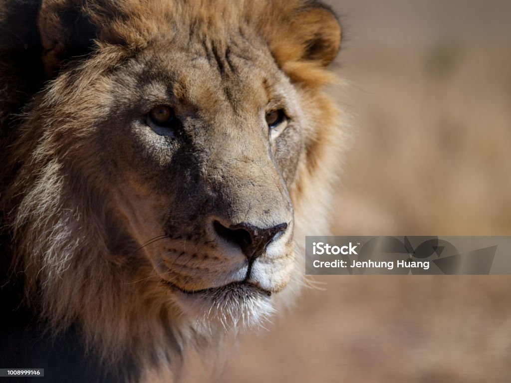 Head shot of a male lion Lion - Feline Stock Photo