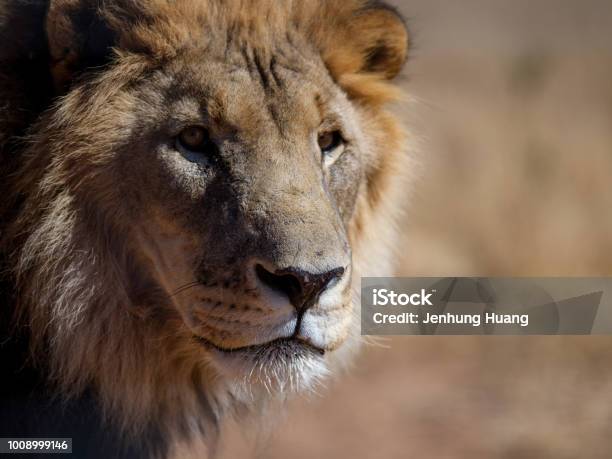 Head Shot Of A Male Lion Stock Photo - Download Image Now - Lion - Feline, Male Animal, Namibia