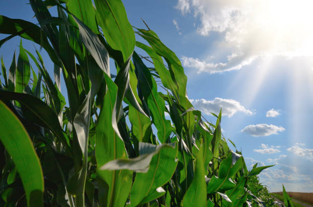 istock Green Corn Field summer sunny day in Ukraine 1009016366