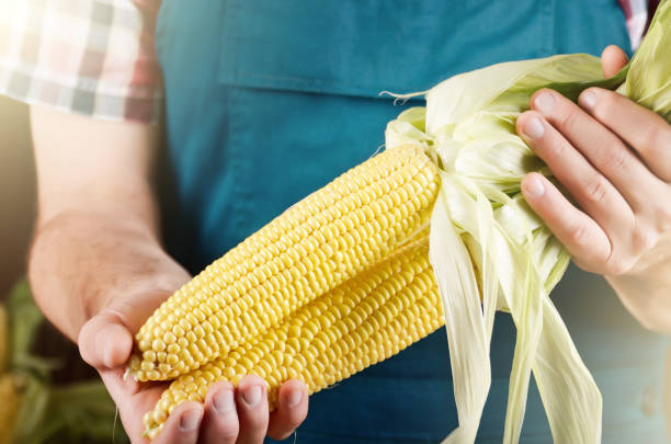 istock Farmer hold fresh organic corn cobs in his hands. Vegetable harvest concept 1009016478
