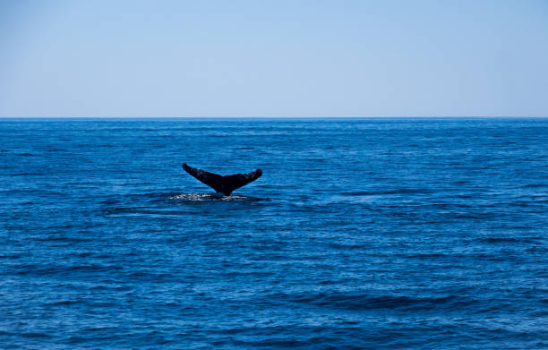 istock Whale Tail, Tail Fluke of Humpback Whale Above Water 1009020000