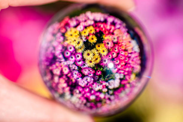 colorfull flower garden