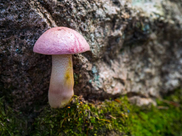 istock Pink Mushroom Growing Beside Rock in Moss 1009020232