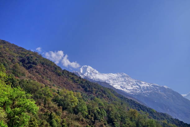 istock blossoming rhododendron forest, Nepal. 1009020296