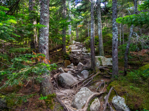 Rocky Hiking Trail in Lush Forest, Baxter State Park, Maine