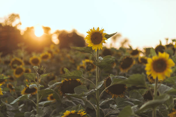 istock Sunset in a sunflower field 1009022828