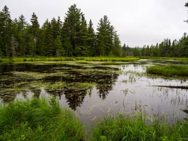 Forest Pond on Rainy Day, Katahdin Woods and Waters National Monument A pond in a dense forest on a rainy day, in Katahdin Woods and Waters National Monument. mt katahdin stock pictures, royalty-free photos & images
