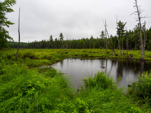 istock Forest Pond on Rainy Day, Katahdin Woods and Waters National Monument 1009027902
