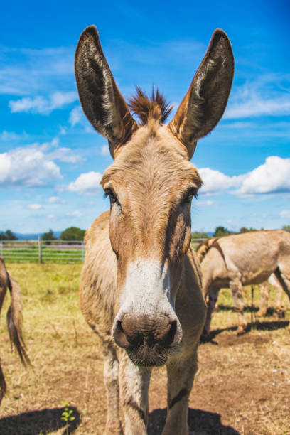 istock Donkey on the farm. Punta-Ala, Italy 1009036936