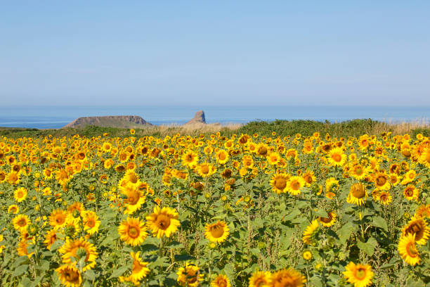 Yellow Sunflower Field of beautiful yellow sunflowers at Rhossili on the Gower Peninsular - Helianthus- helios. rhossili bay stock pictures, royalty-free photos & images