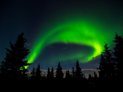 The northern lights seen over the forest in Denali National Park.