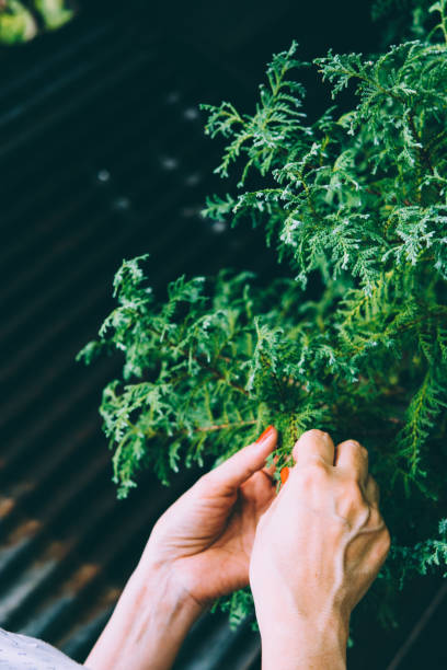 istock Woman hand. Gardening. 1009042872