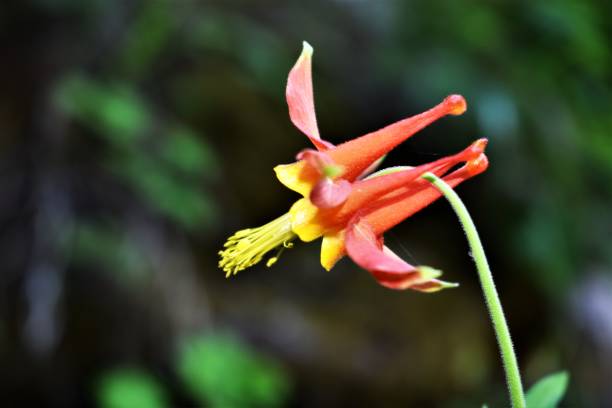 istock Red Columbine Flowers 1009042972