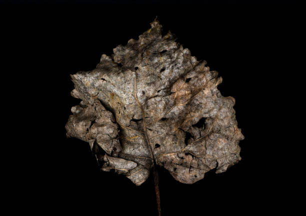 Dry leaf on black background