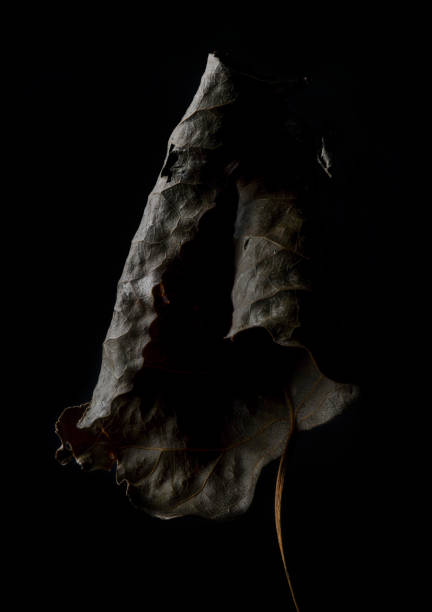 Dry leaf on black background