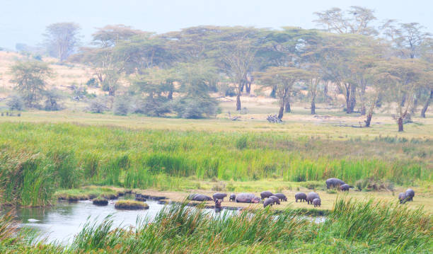 istock A nursery hippopotamus home. 1009046078