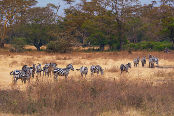 A herd of Zebra in Serengeti National Park ,Tanzania stock photo