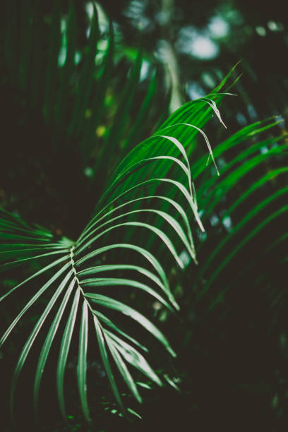 istock Palm leaves. Summer tropical background. 1009048636
