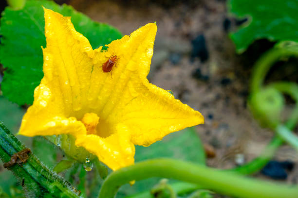 istock a Bug On Yellow Pumpkin Flower in garden 1009048666