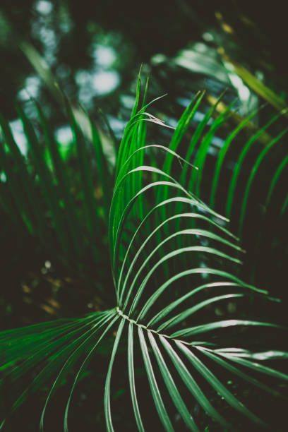 istock Palm leaves. Summer tropical background. 1009048802